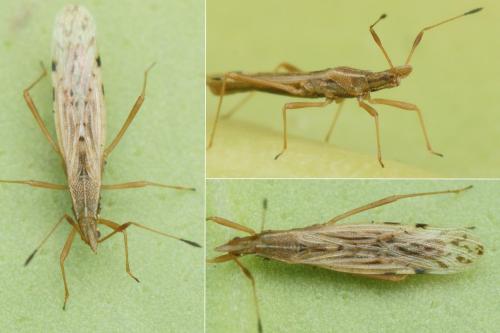 Berytinus striola